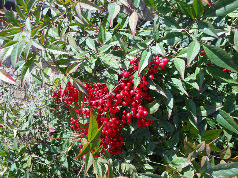 Nandina domestica